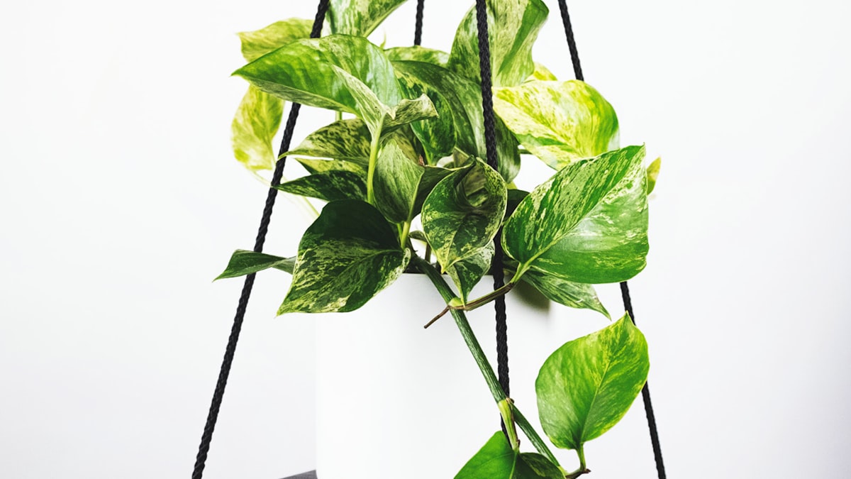 世界杯夺冠热门球队最新训练情况报道